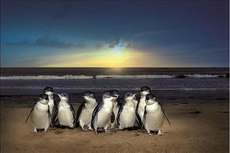 Остров пингвинов. 2012
