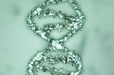 ДНК: мои предшественники и я. 2011