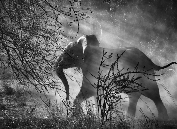 В Замбии на слонов охотятся браконьеры, поэтому они прячутся от людей и автомобилей. Заметив приближающийся автомобиль, они стараются как можно скорее укрыться в кустарнике. Национальный Парк Кафуэ, Замбия. 2010.
Фотография Себастио Сальгадо / Amazonas images