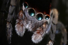 Супер паук. 2012